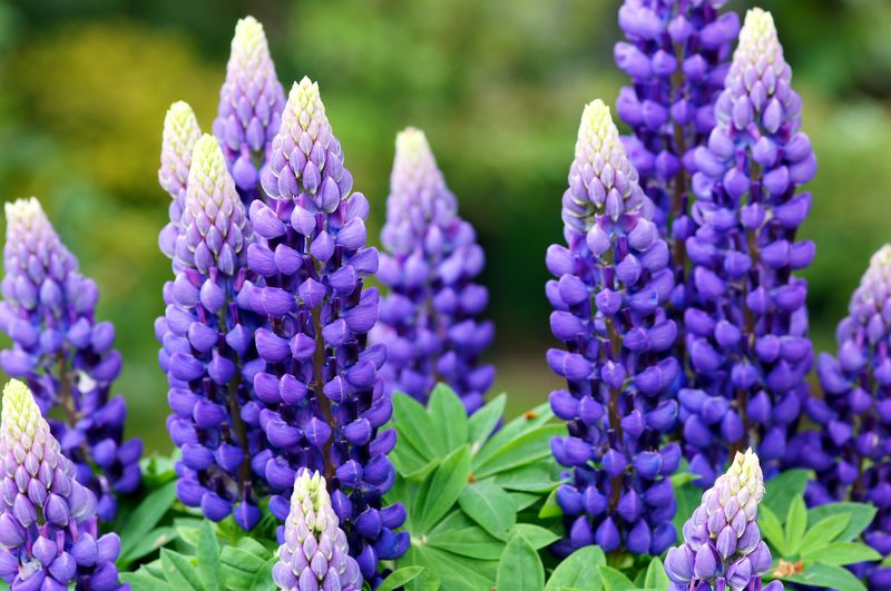 Wild Lupine (Lupinus perennis)