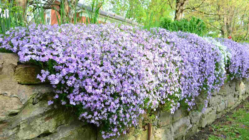 Creeping Phlox (Phlox subulata)