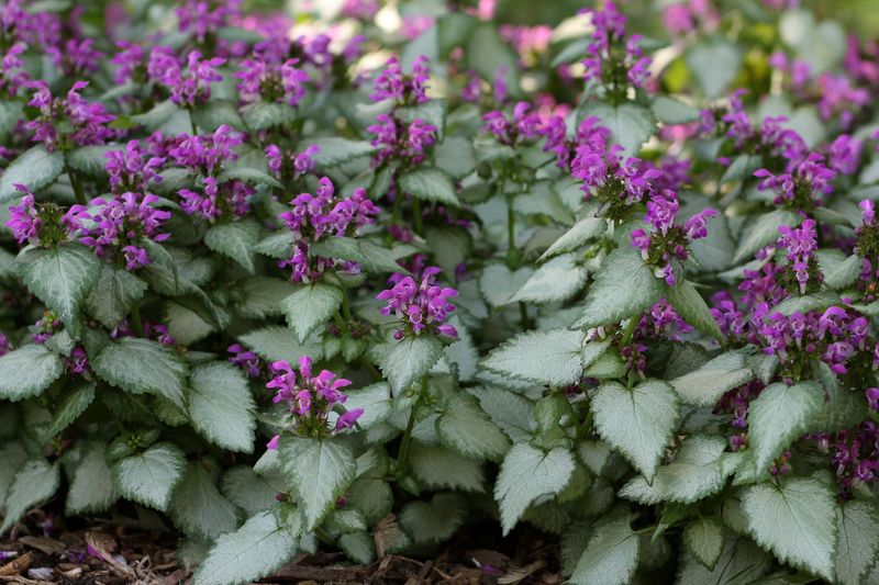Lamium (Lamium maculatum)