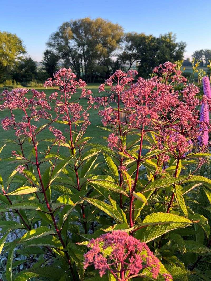 Joe Pye Weed (Eutrochium purpureum)