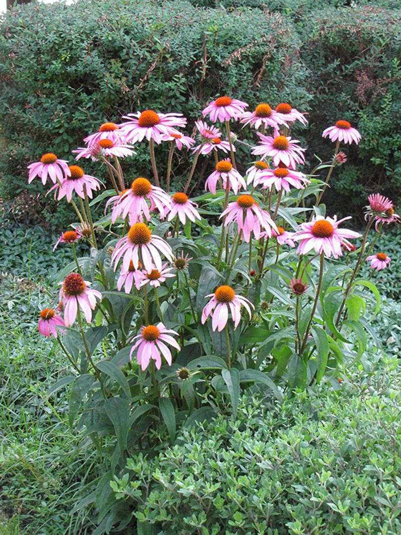 Purple Coneflower (Echinacea purpurea)