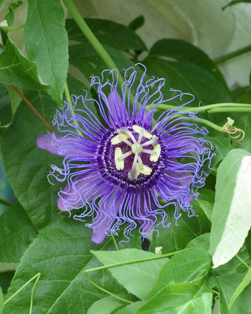 Passionflower (Passiflora incarnata)