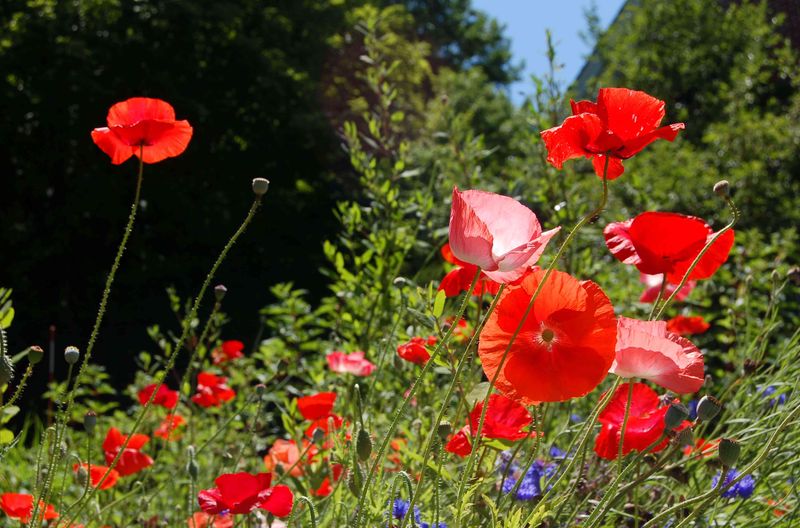Poppies