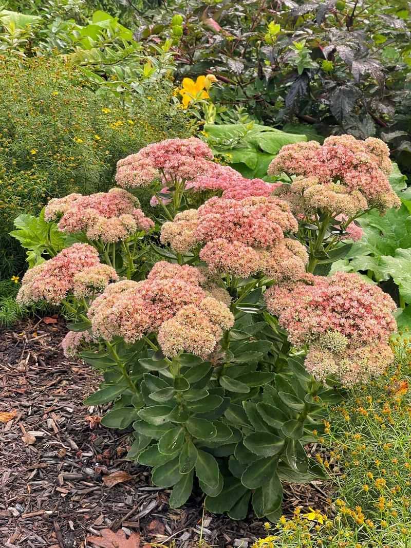 Sedum ‘Autumn Joy’