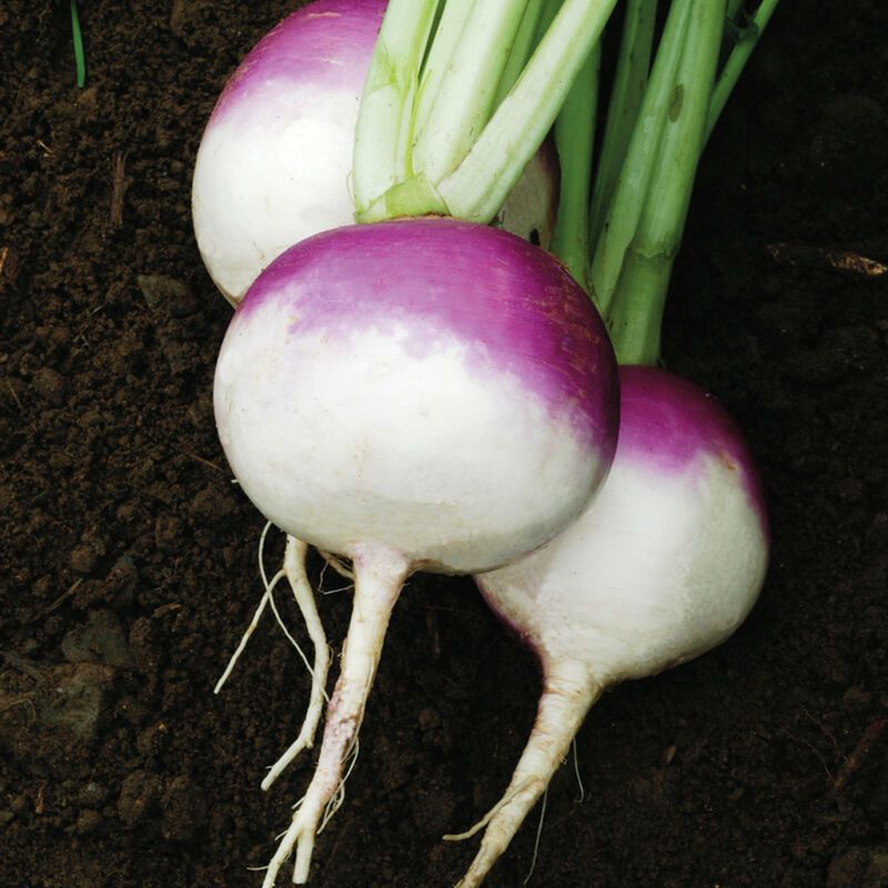 Purple Top White Globe Turnips