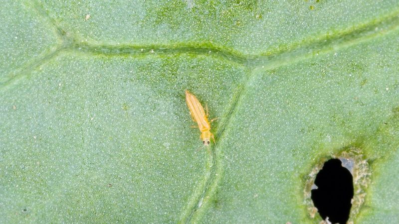Thrips Infestation