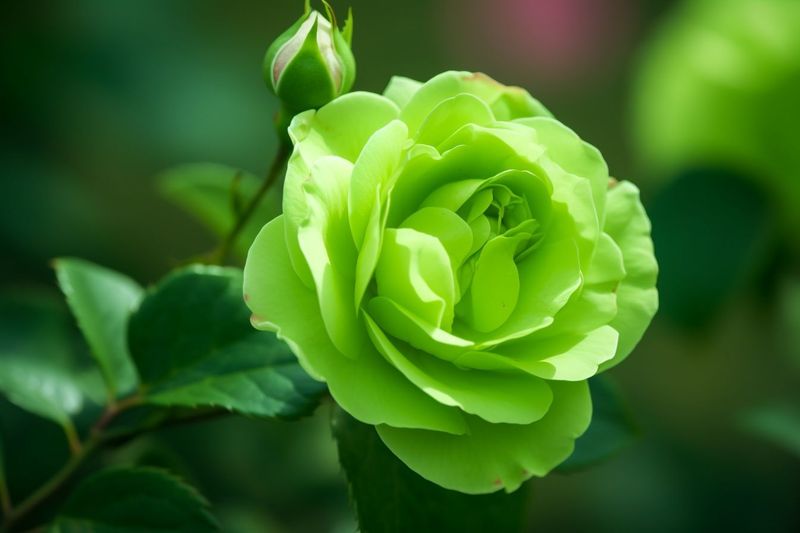 Green Rose