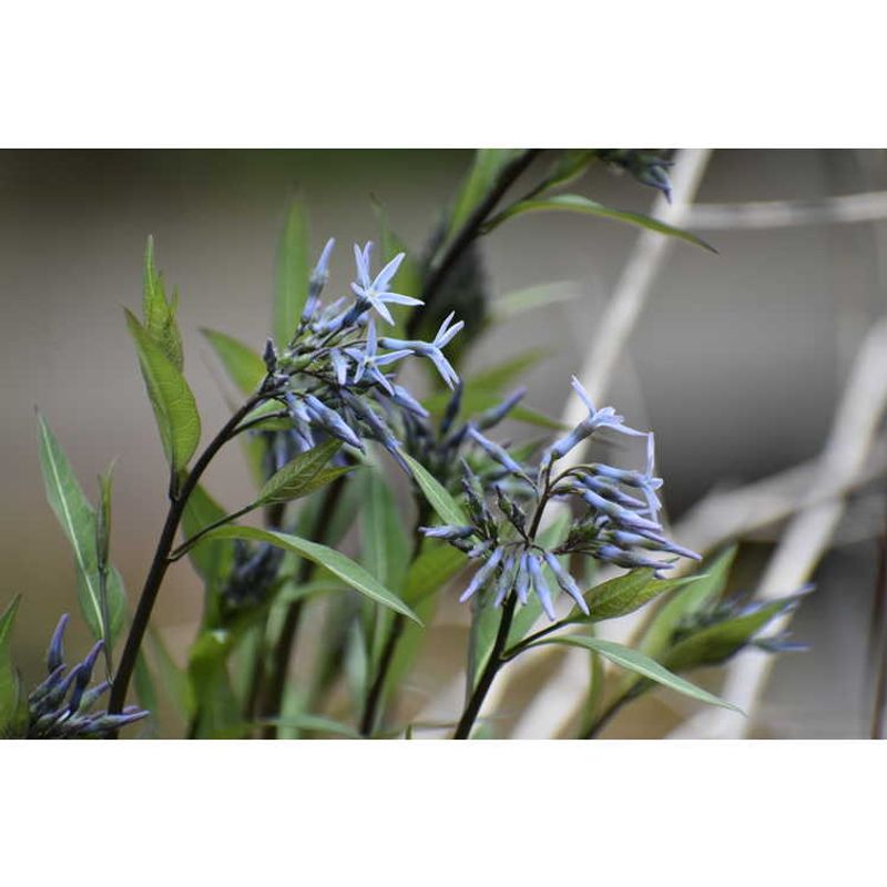 Raven's Wing Plantain Lily