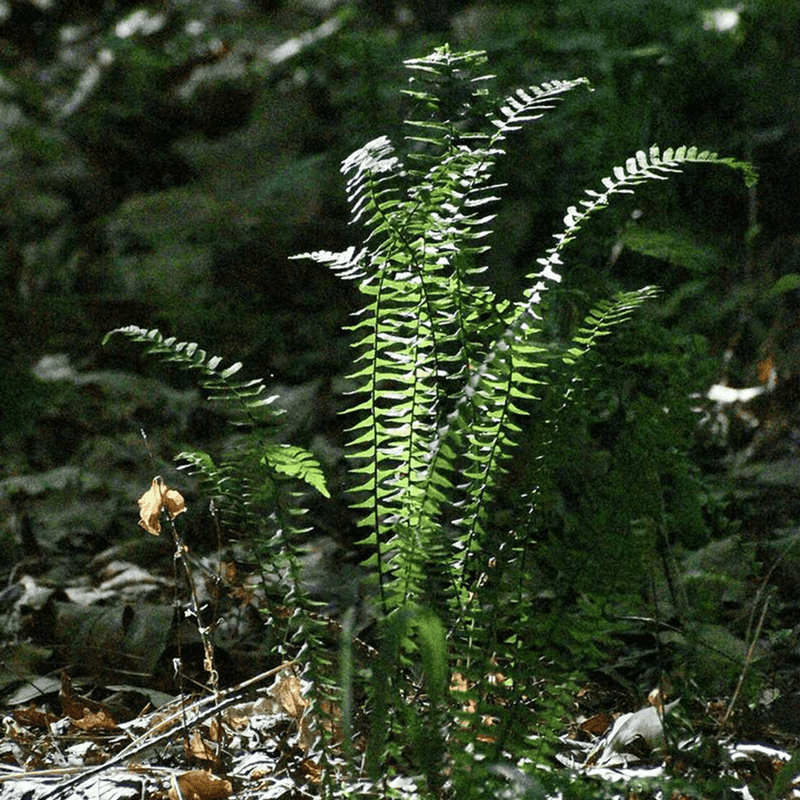 Ebony Spleenwort