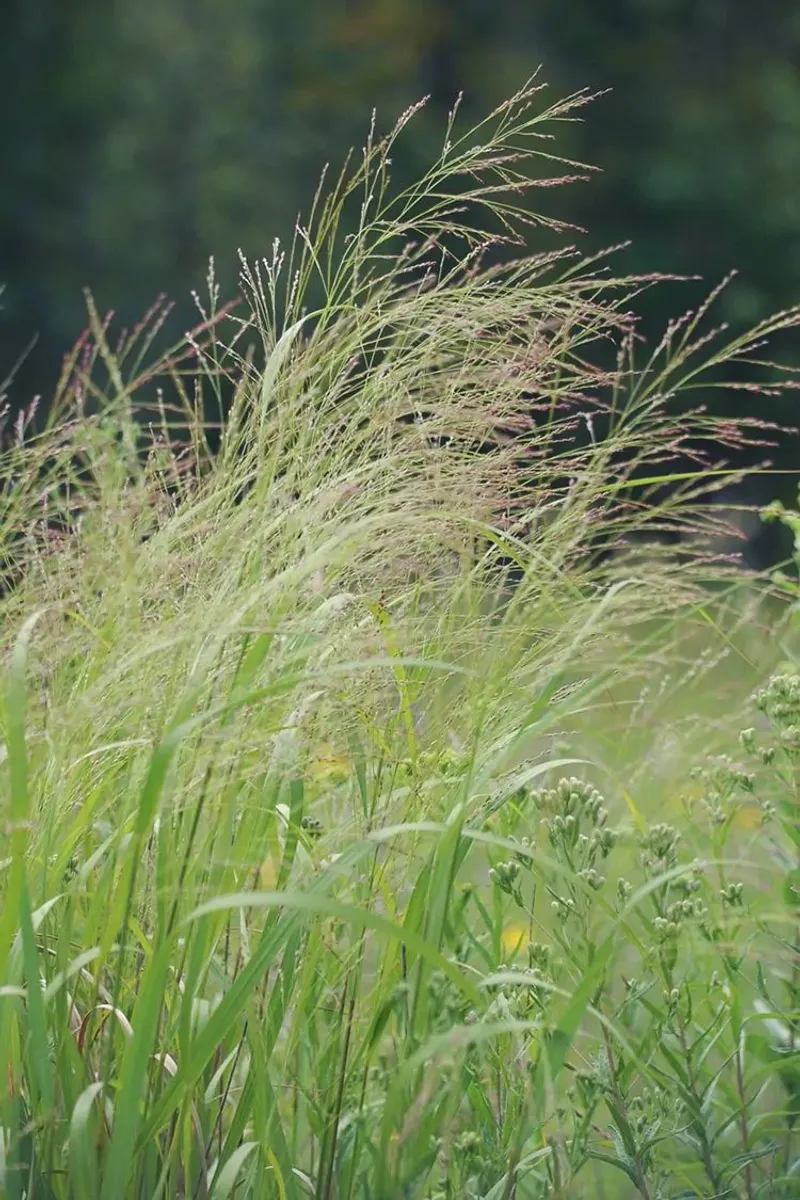 Switchgrass (Panicum virgatum)