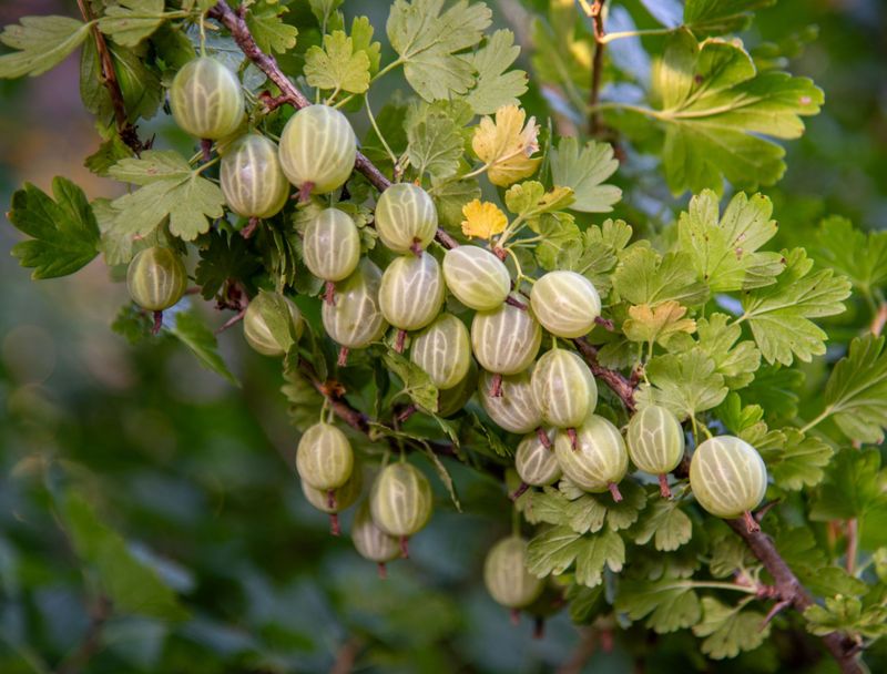 Gooseberries