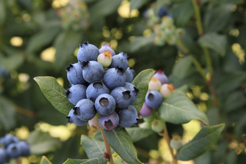 Blueberries: Berry Risky Seeds
