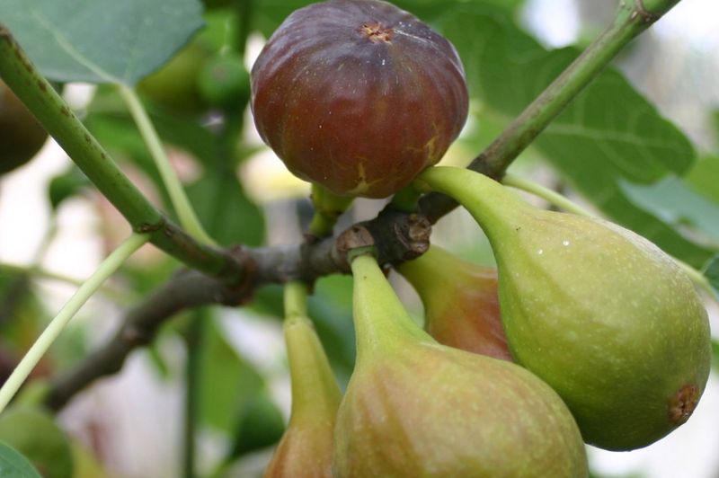 Fig