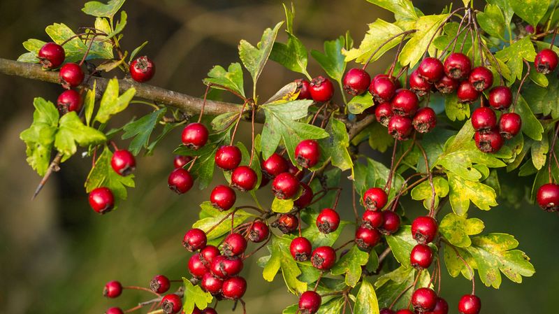 Hawthorn (Crataegus monogyna)