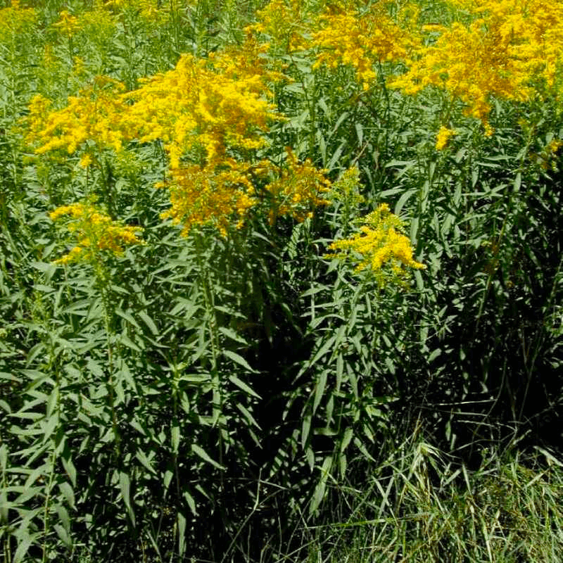 Goldenrod (Solidago)