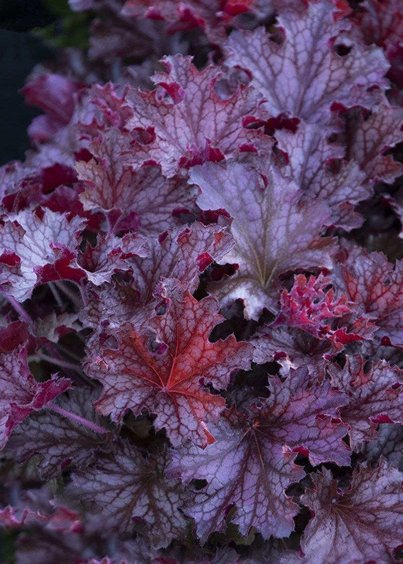 Coral Bells