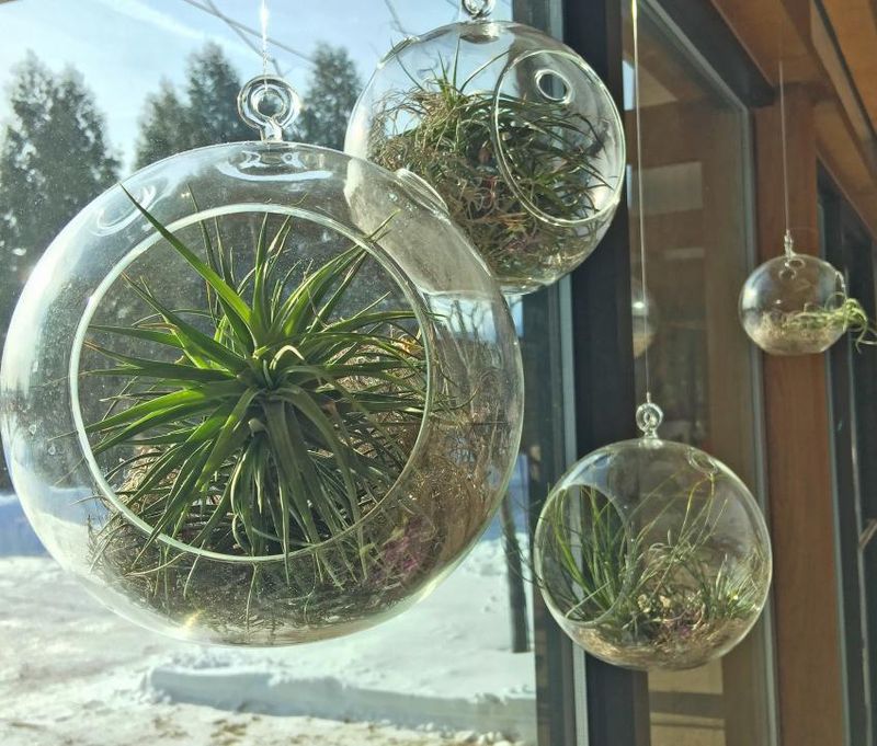 Tillandsia (Air Plant)
