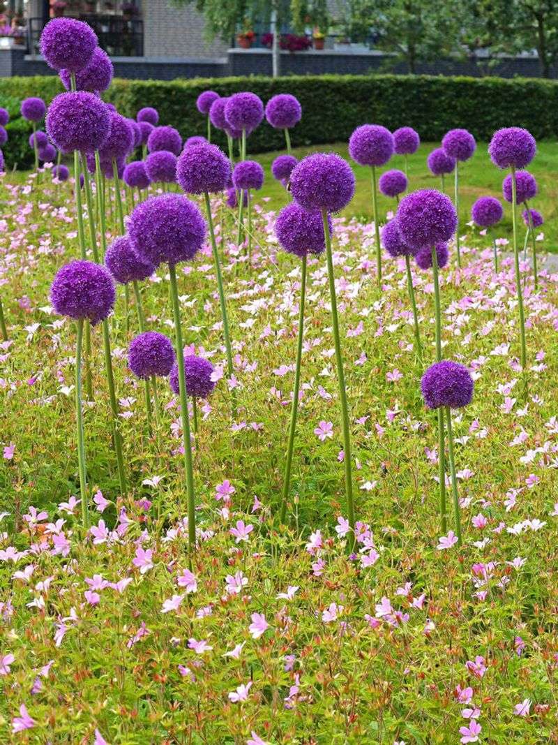Allium