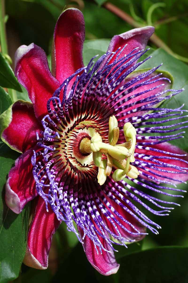 Passion Flower