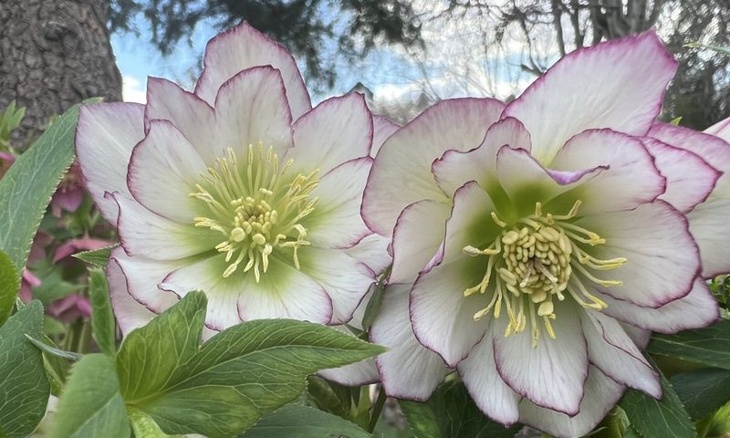 Hellebore