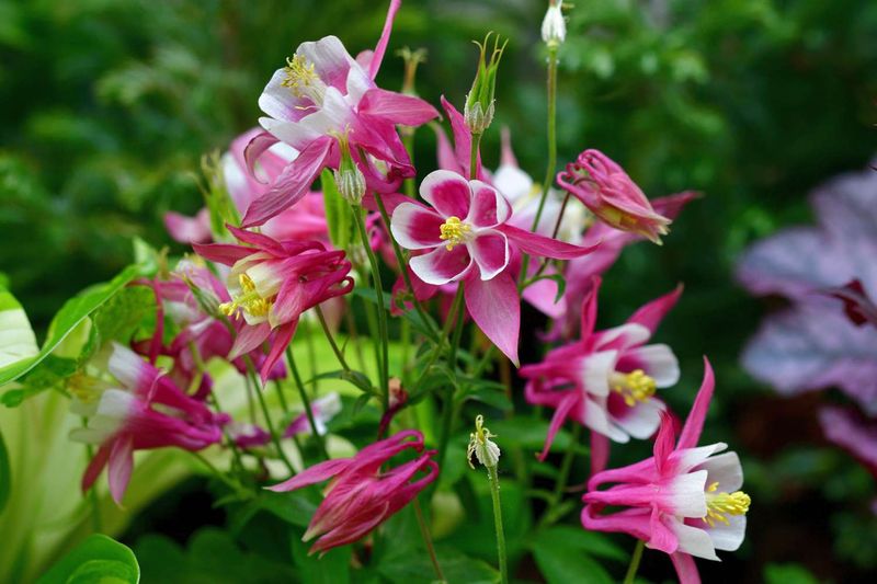 Columbine (Aquilegia)