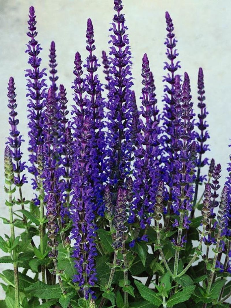 Salvia (Perennial Sage)