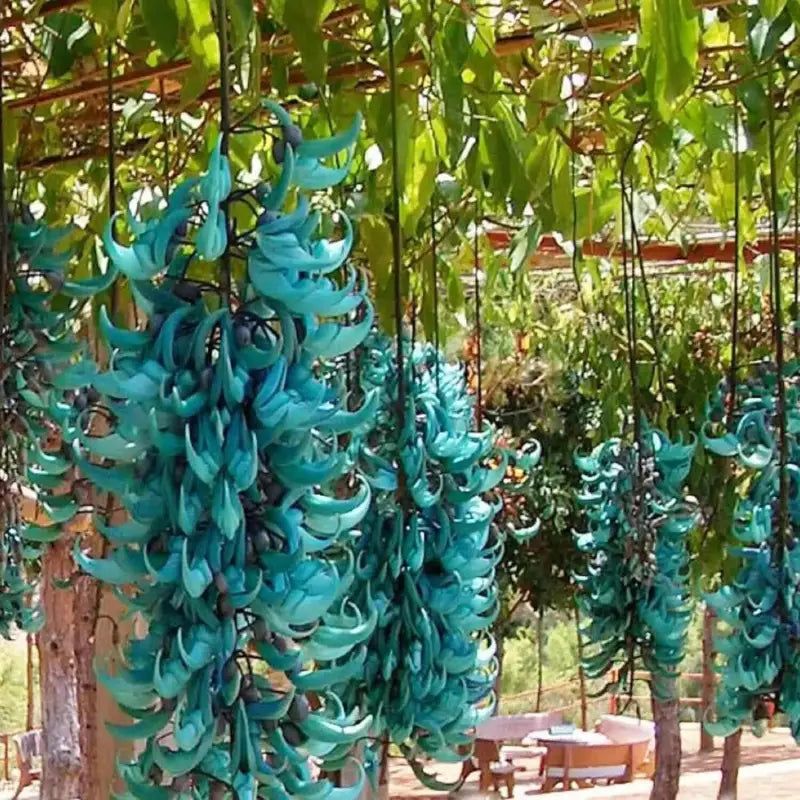 Jade Vine