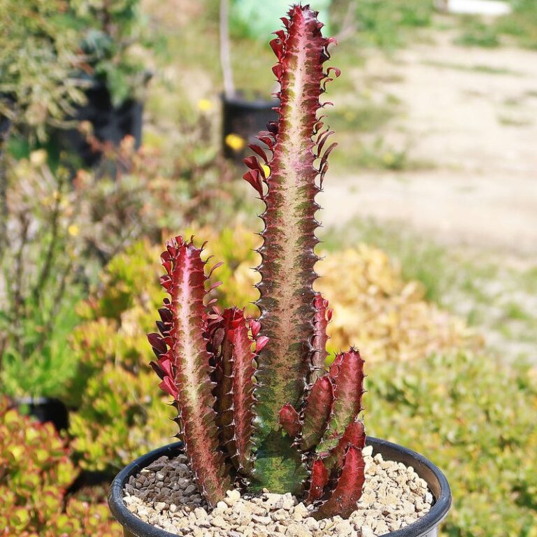Plants That 