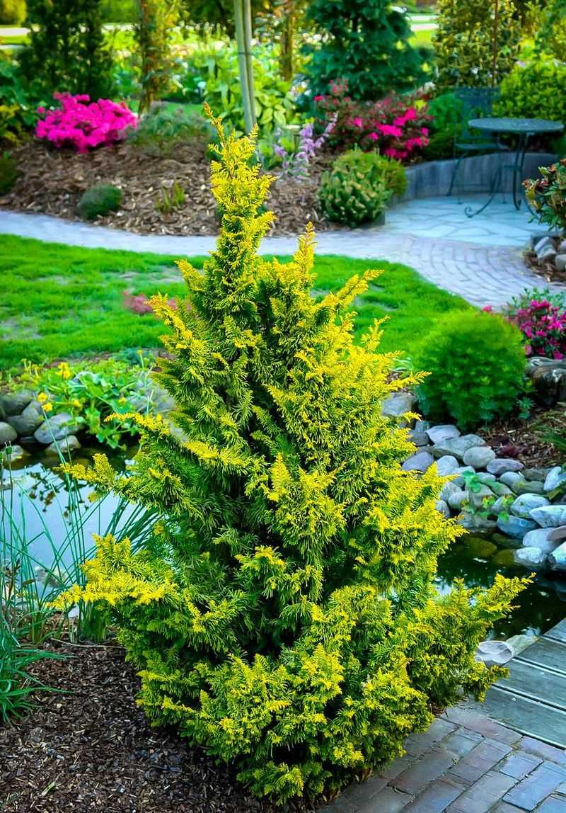 Golden Hinoki Cypress