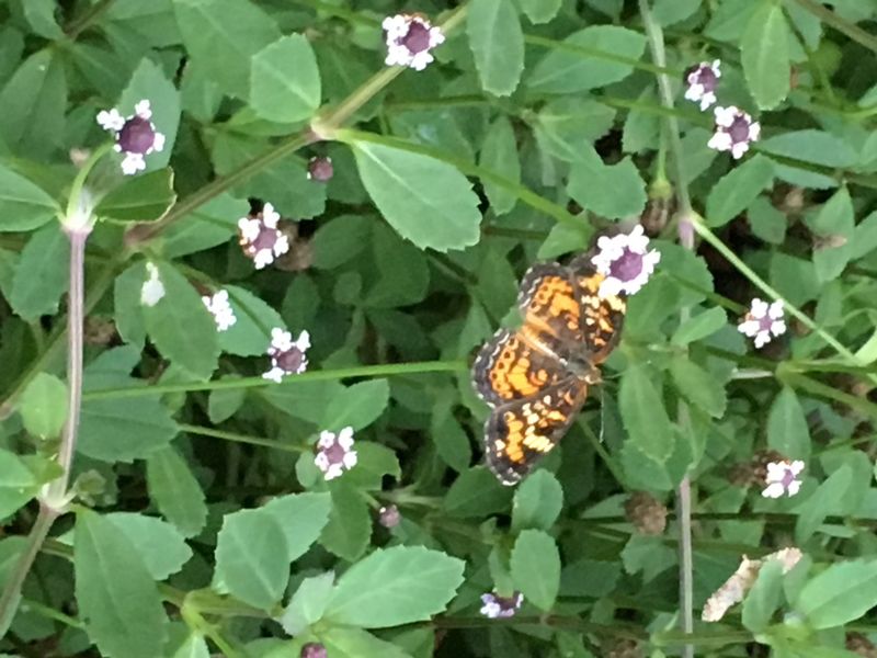 Frogfruit (Phyla nodiflora)