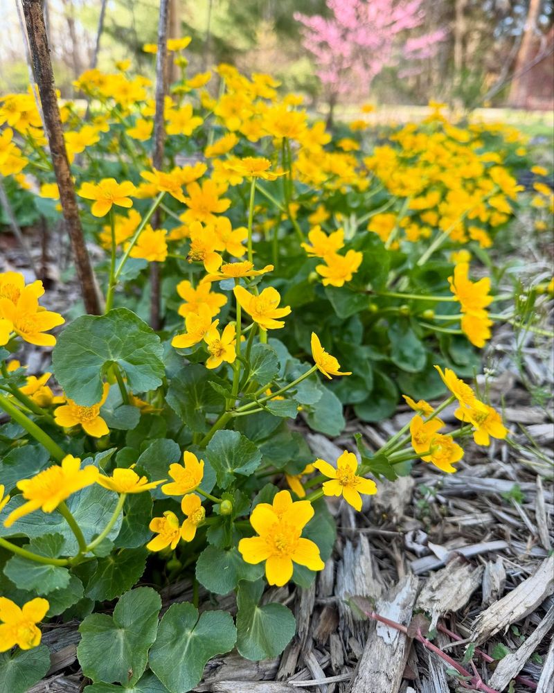 Marsh Marigold (Caltha palustris)