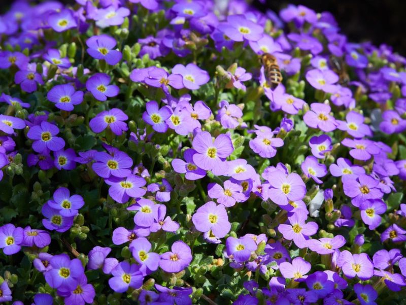 Rock Cress (Aubrieta deltoidea)