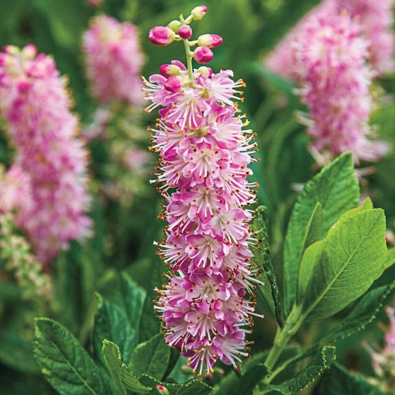 Summersweet (Clethra alnifolia)