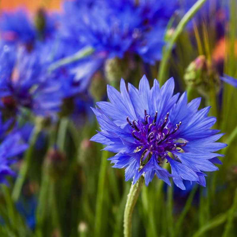 Cornflower