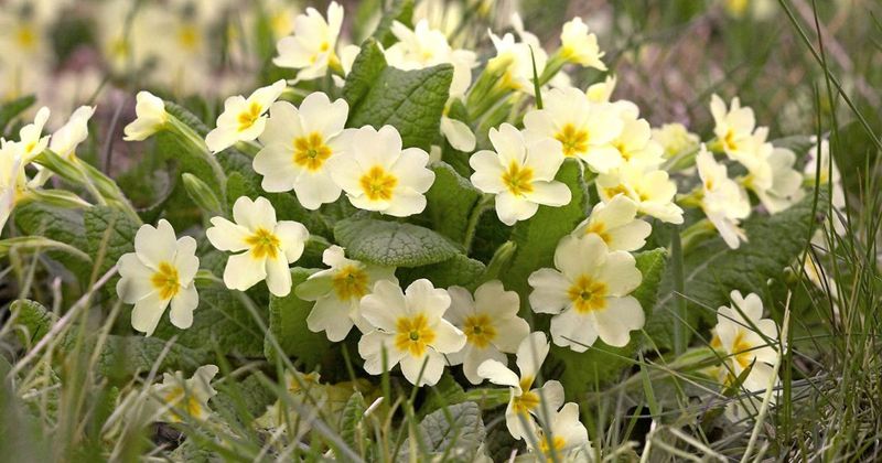 Primrose