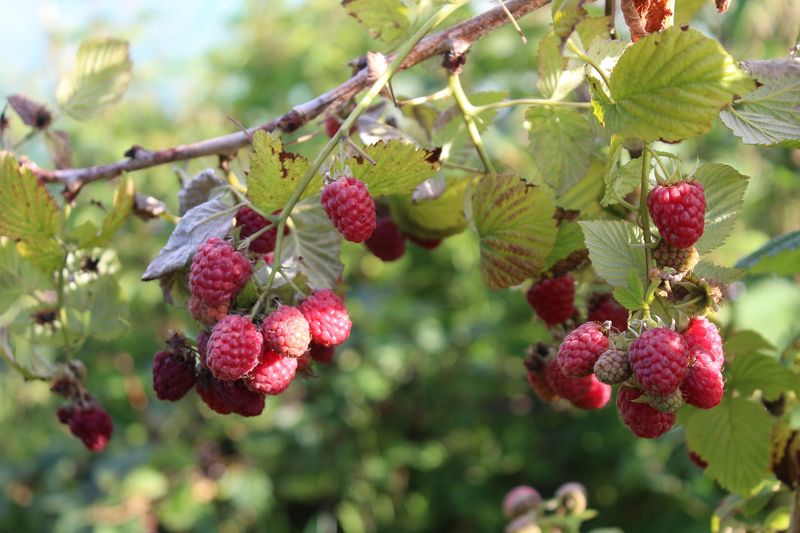 Raspberries