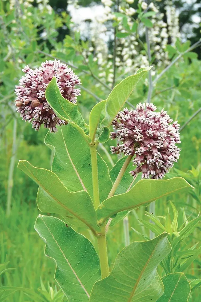 Milkweed