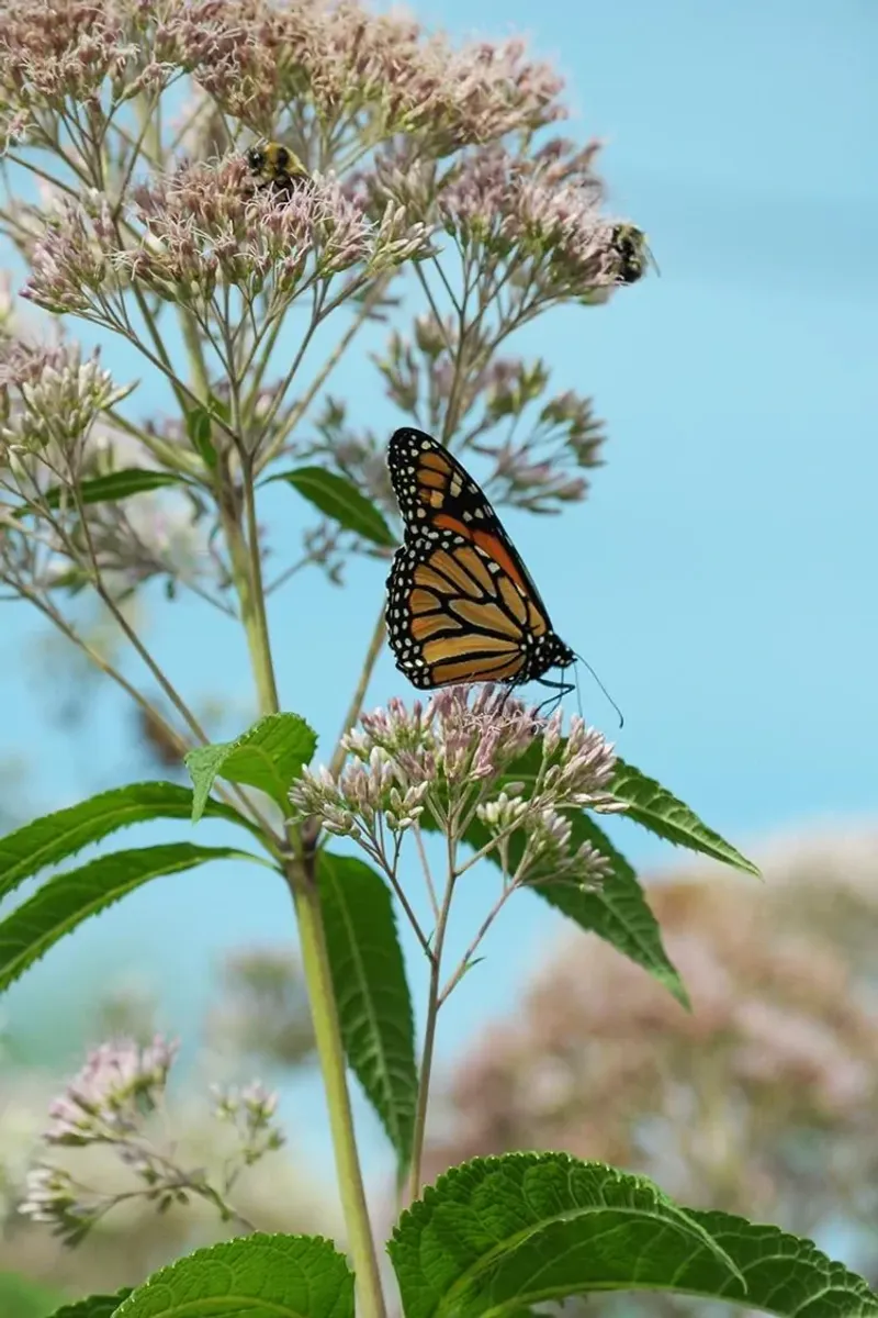Joe-Pye Weed (Eutrochium purpureum)
