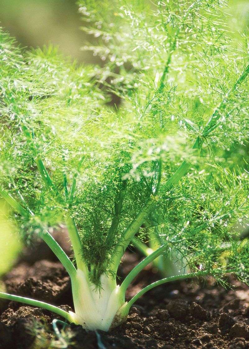 Fennel