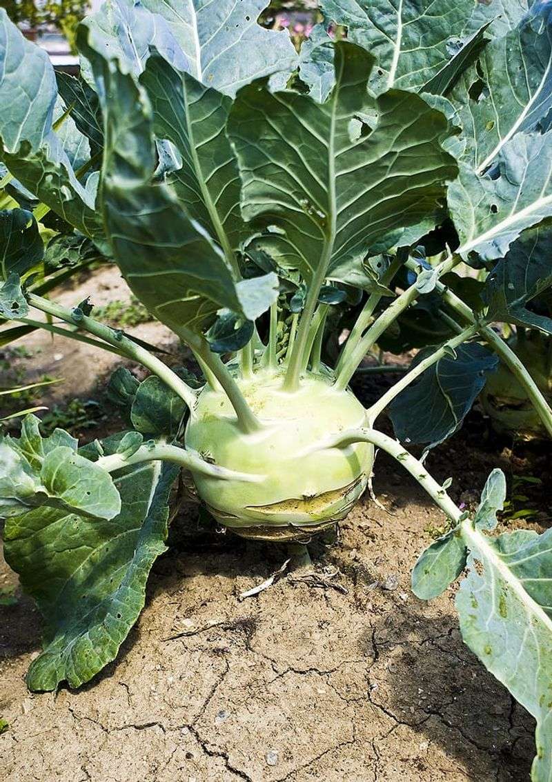 Kohlrabi