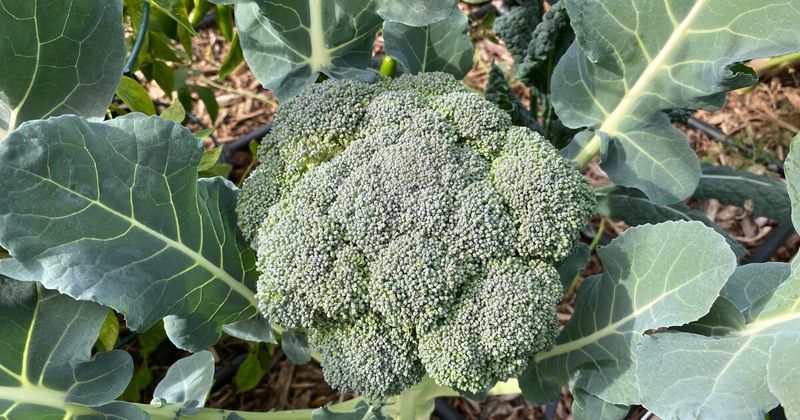 Broccoli (Baby) – 1 per square (or 4 if baby greens)