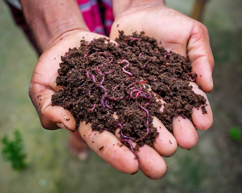 Vermicomposting