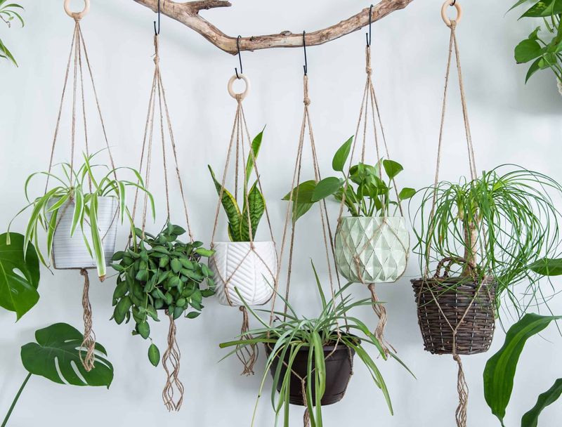 Indoor Hanging Gardens