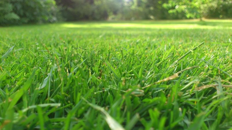 Enhancing Lawn Greenery