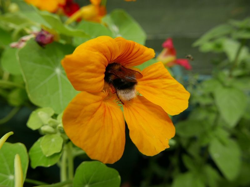 Attractive to Pollinators