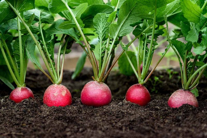 Radish