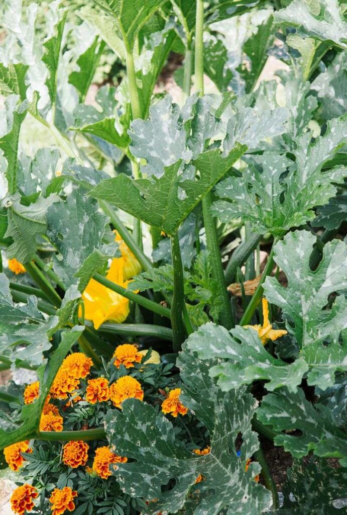 16 Best Companion Plants For Summer Squash - Complete Gardening
