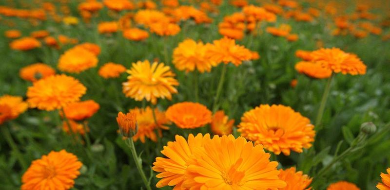 Calendula