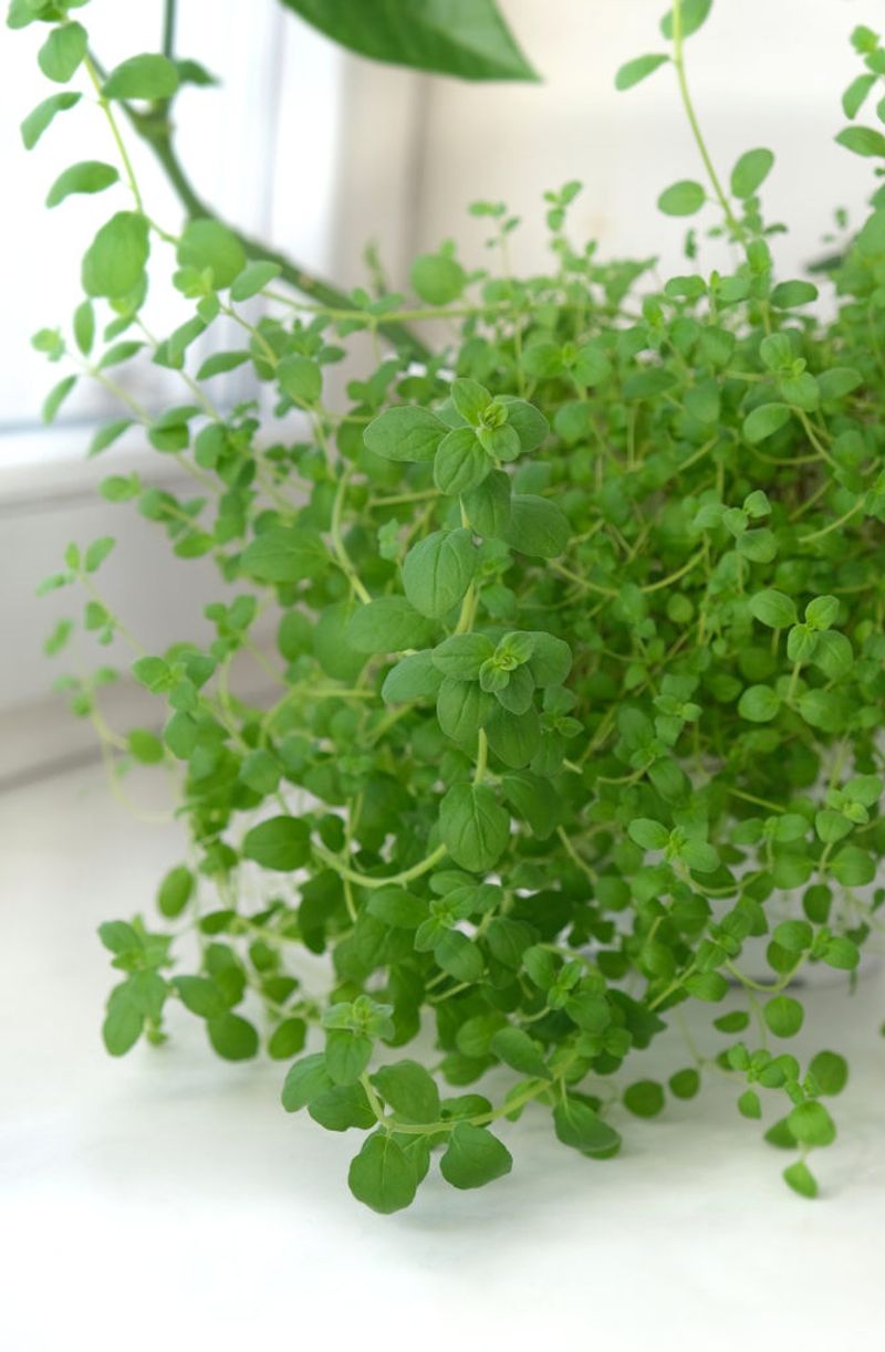 Marjoram