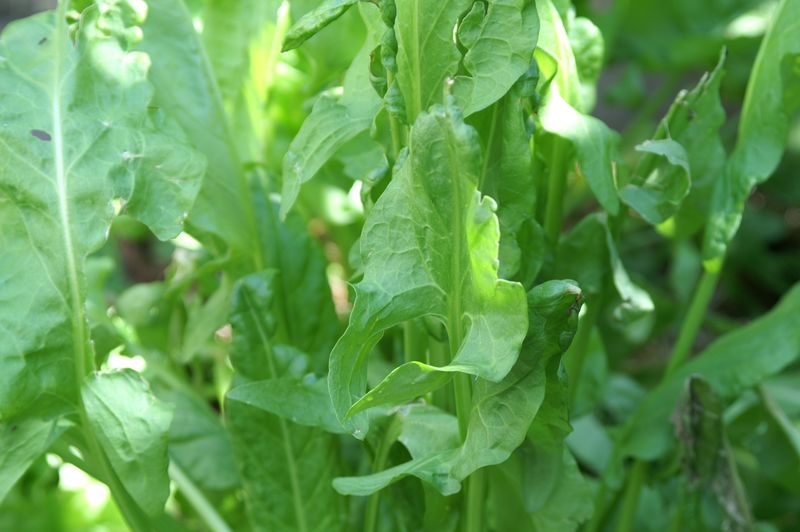 French Sorrel